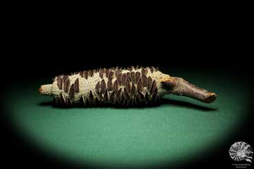 Banksia littoralis (19129) a dried fruit from Australia | Dried fruit