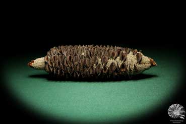 Banksia littoralis (19130) a dried fruit from Australia | Dried fruit