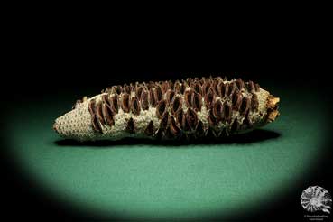 Banksia littoralis (19132) a dried fruit from Australia | Dried fruit