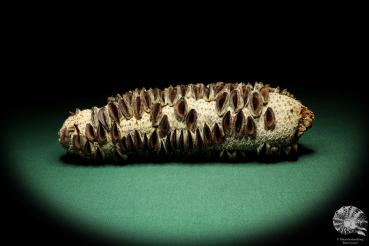 Banksia littoralis (19134) a dried fruit from Australia | Dried fruit