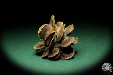 Banksia laricina (19152) a dried fruit from Australia | Dried fruit