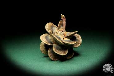 Banksia laricina (19155) a dried fruit from Australia | Dried fruit