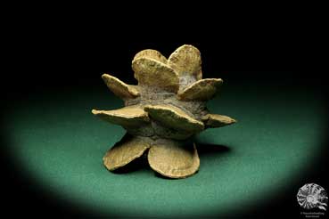 Banksia laricina (19162) a dried fruit from Australia | Dried fruit