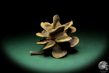 Banksia laricina (19165) a dried fruit from Australia | Dried fruit