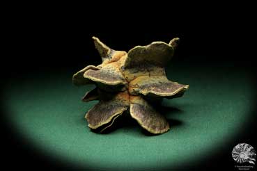 Banksia laricina (19166) a dried fruit from Australia | Dried fruit