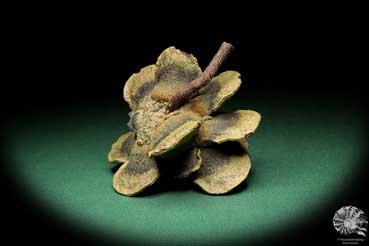 Banksia laricina (19169) a dried fruit from Australia | Dried fruit