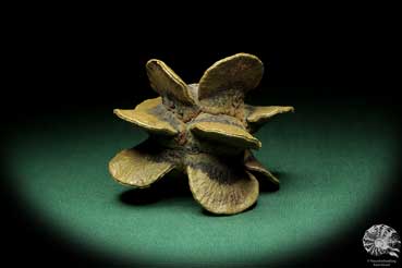 Banksia laricina (19170) a dried fruit from Australia | Dried fruit