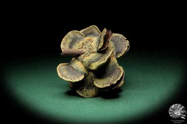 Banksia laricina (19173) a dried fruit from Australia | Dried fruit