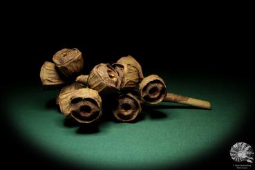 Eucalyptus erythrocorys (19177) a dried fruit from Australia | Dried fruit