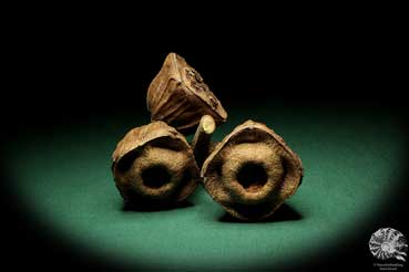 Eucalyptus erythrocorys (19194) a dried fruit from Australia | Dried fruit