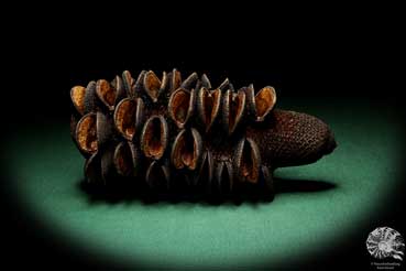 Banksia media (19213) a dried fruit from Australia | Dried fruit