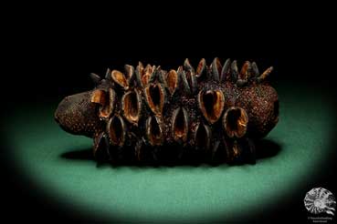 Banksia media (19215) a dried fruit from Australia | Dried fruit