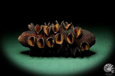 Banksia media (19216) a dried fruit from Australia | Dried fruit