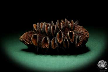 Banksia media (19221) a dried fruit from Australia | Dried fruit