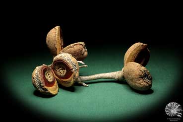 Hakea pandanicarpa (19243) a dried fruit from Australia | Dried fruit