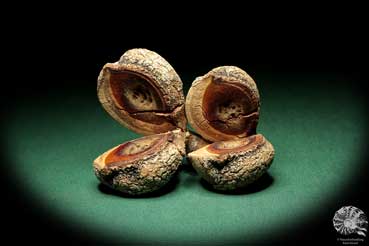 Hakea pandanicarpa (19244) a dried fruit from Australia | Dried fruit