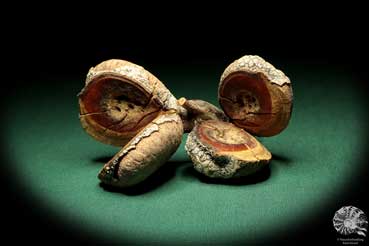 Hakea pandanicarpa (19246) a dried fruit from Australia | Dried fruit