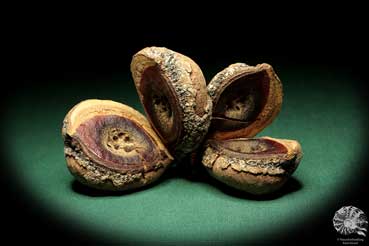 Hakea pandanicarpa (19248) a dried fruit from Australia | Dried fruit