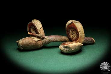 Hakea pandanicarpa (19254) a dried fruit from Australia | Dried fruit