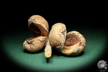 Hakea pandanicarpa (19256) a dried fruit from Australia | Dried fruit