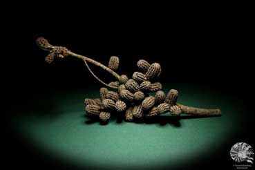 Allocasuarina humilis (19285) eine Trockenfrucht aus Westliches Australien | Trockenfrüchte