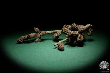 Allocasuarina humilis (19295) a dried fruit from Western Australia | Dried fruit