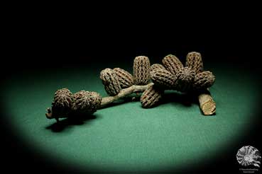 Allocasuarina humilis (19298) a dried fruit from Western Australia | Dried fruit