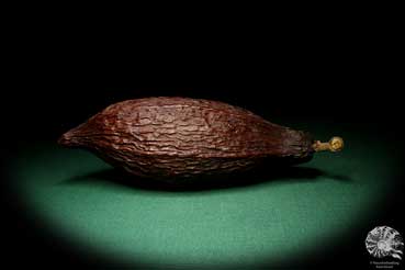 Theobroma cacao (19374) a dried fruit from South America | Dried fruit