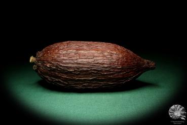 Theobroma cacao (19376) a dried fruit from South America | Dried fruit