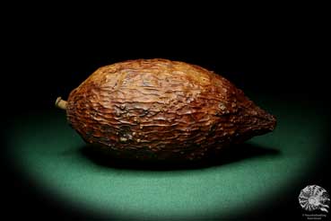 Theobroma cacao (19380) a dried fruit from South America | Dried fruit