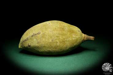 Adansonia digitata (19432) a dried fruit from Africa | Dried fruit