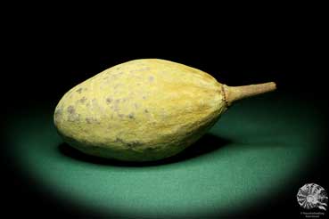 Adansonia digitata (19443) a dried fruit from Africa | Dried fruit