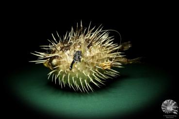 Diodon hystrix (19570) a fishe from Philippines | Taxidermy | Fishes