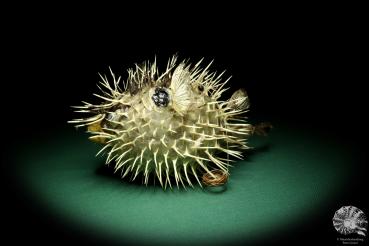 Diodon hystrix (19573) a fishe from Philippines | Taxidermy | Fishes