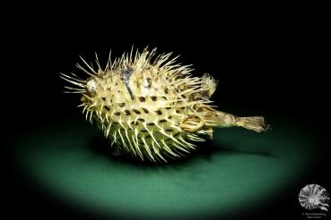 Diodon hystrix (19574) a fishe from Philippines | Taxidermy | Fishes