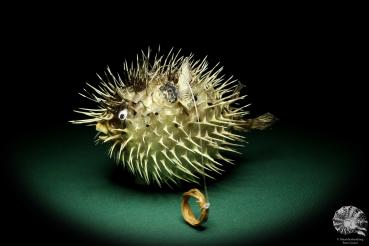 Diodon hystrix (19580) a fishe from Philippines | Taxidermy | Fishes