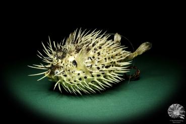 Diodon hystrix (19581) a fishe from Philippines | Taxidermy | Fishes