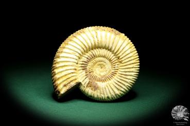 Perisphinctes spec. (19620) ein Kopffüßer aus Madagaskar | Fossilien | Kopffüßer