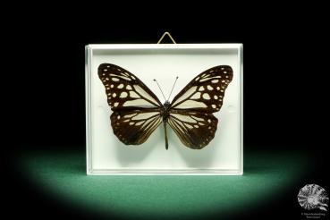 Parantica melaneus (19622) a butterfly from Philippines | Taxidermy | Butterflies