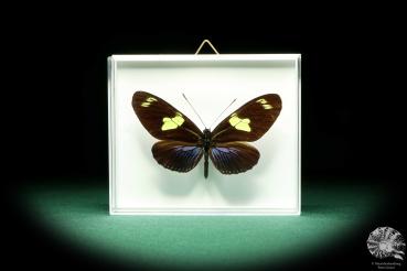 Heliconius sara (19624) a butterfly from South America | Taxidermy | Butterflies