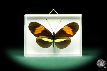 Heliconius melpomene (19626) a butterfly from South America | Taxidermy | Butterflies