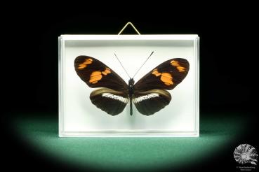 Heliconius telesiphe (19627) a butterfly from South America | Taxidermy | Butterflies