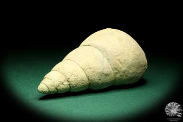 Bourguetia striata (19639) a snail from Germany | Fossils | Snails