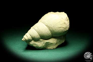 Bourguetia striata (19641) eine Schnecke aus Deutschland | Fossilien | Schnecken