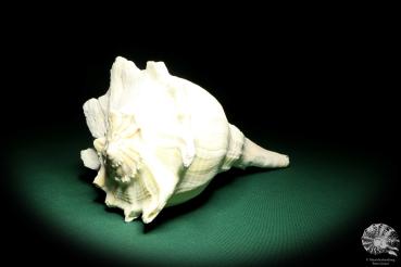 Sinistrofulgur perversum (19645) a snail from Gulf Coast of Florida | Conchylia | Snails