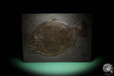 Dapedium punctatus (19649) a replica from Germany | Fossils | Replicas