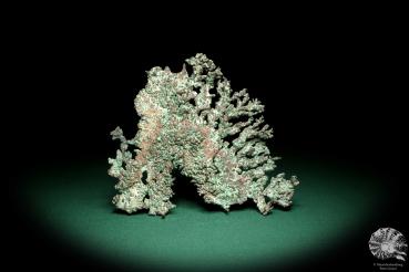 Solid Copper (19712) a mineral from Kazakhstan | Minerals | Global