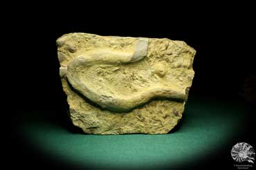 Rhizocorallium commune (19759) a fossil from Germany | Fossils | Other