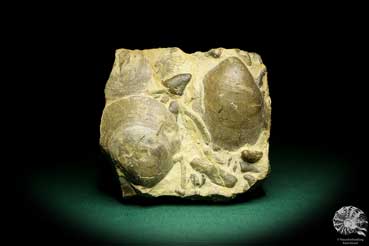 Plagiostoma lineata (19760) a shell from Germany | Fossils | Shells & Brachiopods