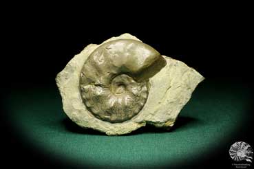 Ceratites evolutus (19766) a cephalopod from Germany | Fossils | Cephalopods